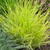 Festuca Grass Collection