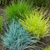 Festuca Grass Collection