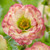 Geum Cocktail Collection