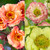 Geum Cocktail Collection