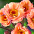 Geum Cocktail Collection