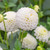 Dahlia Pompom Collection A