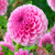 Dahlia Pompom Collection A