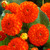 Dahlia Pompom Collection A