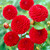 Dahlia Pompom Collection A