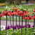 Fritillaria Collection