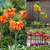 Fritillaria Collection