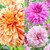 Dahlia Painted Collection