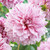 Dahlia Painted Collection