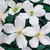 Clematis Spring Collection