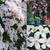 Clematis Spring Collection