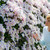 Clematis Spring Collection