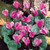 Cyclamen Collection