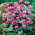 Cyclamen Collection