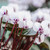 Cyclamen Collection