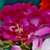 Freesia Giant Double Collection
