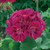 Geranium Grandeur Collection