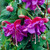 Fuchsia Trailing AGM Collection