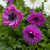 Anemone St Brigid Collection