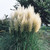 Pampas Grass Collection