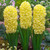 Prepared Hyacinth Collection 16/17cm
