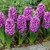 Prepared Hyacinth Collection 16/17cm