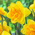 Narcissus UK Grown Collection