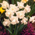 Narcissus UK Grown Collection