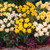 Narcissus UK Grown Collection