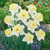 Narcissus UK Grown Collection