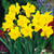 Narcissus UK Grown Collection