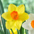 Narcissus UK Grown Collection