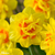 Narcissus UK Grown Collection