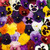 Pansy/Polyanthus Maxi Plug Collection