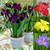 Iris louisiana 'Collection'