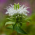 Monarda Fragrant Collection