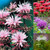 Monarda Fragrant Collection
