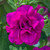 Petunia Double Trailing Collection