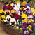 Pansy Summer Collection (Maxi Plugs)