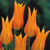 Fluted Tulips Collection