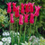 Fluted Tulips Collection