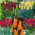 Fluted Tulips Collection