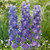 Delphinium Highlander Collection