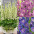 Delphinium Highlander Collection