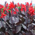 Canna Tropicanna Collection