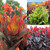 Canna Tropicanna Collection