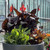 Canna Tropicanna Collection