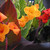 Canna Tropicanna Collection