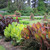 Canna Tropicanna Collection