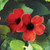 Thunbergia alata 'Sunny Susy' Collection (3)